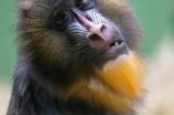 看猴子表情的小窍门