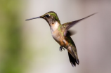 hummingbird(如何欣赏和保护蜂鸟)