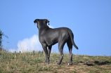 马士提夫獒犬：全球最大犬种之一